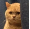 a_catstare Discord emoji