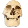 skul