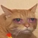 nyanAUUUUGGGHH nyanAUUUUGGGHH