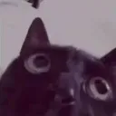 suprisecat Discord Emoji