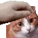 PETTING