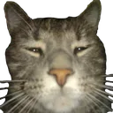 not_zt