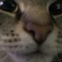 caaaaat Discord emoji