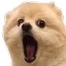 dogwow