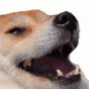 kekdog
