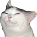Smugcat smugcat Discord Emoji