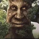 wise_tree