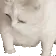 cat_GAG