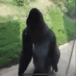MonkeySpin
