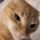catScare Discord emoji