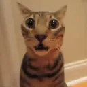 catgif