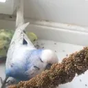 EAT