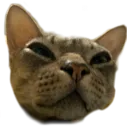 guh