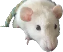 lilohi