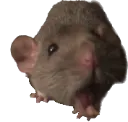 blinkrawr