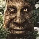 verywisetree verywisetree