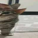 catboy3