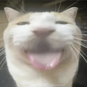 catbleh Discord emoji