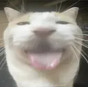 catbleh