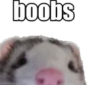 bboobs