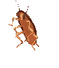 Dancingcockroach Discord Emoji