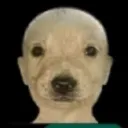 balddog balddog