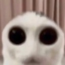 KyoCatStare Discord emoji