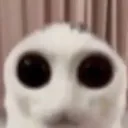 KyoCatStare