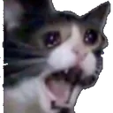 SadCat
