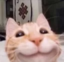 CatSmile