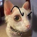 cat_sus