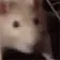 ratboogie
