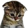 sadkitty
