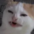 catConfuse