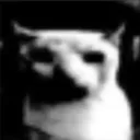 cat_void