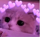 cute_cat