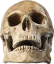 realskull