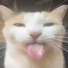 bleh