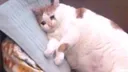 cryingcat