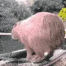 capycapy