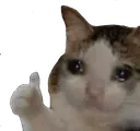 Primz_catThumbsUp Primz_catThumbsUp