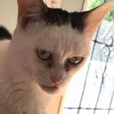 Evil Cat Discord Emoji