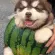 watermelondog