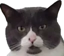 steveBruh