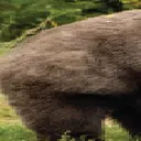 bear1