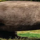 bear2