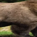 bear3