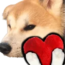 Dog_shlipa_daet_serdechko