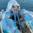 blue_lobster Discord Emoji