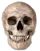 omgskull